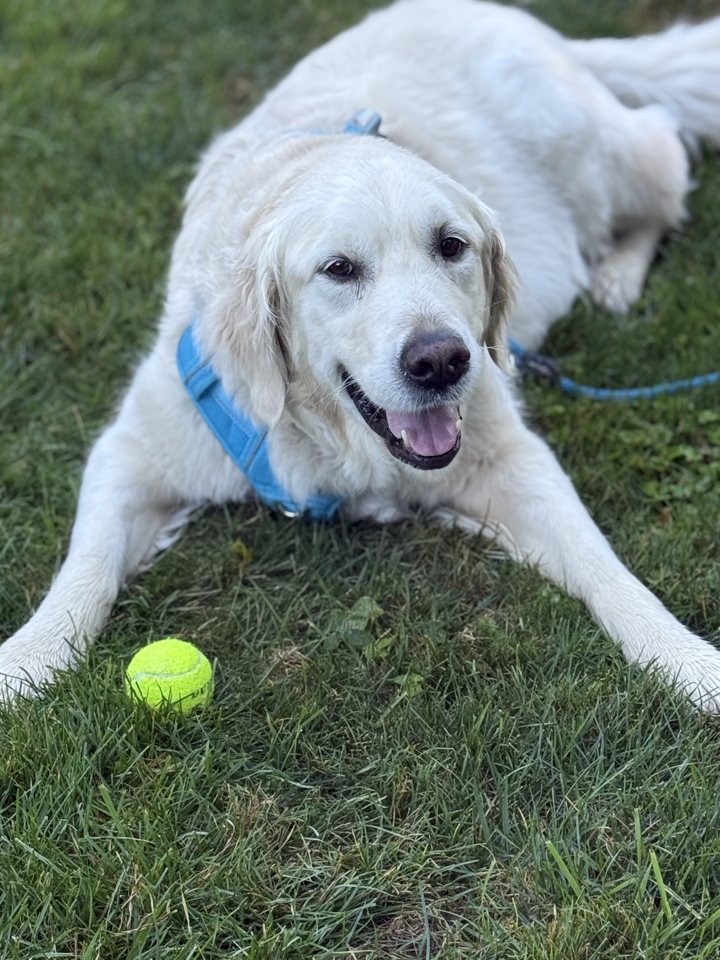 A happy white golden retriever lying in the grass with a tennis ball