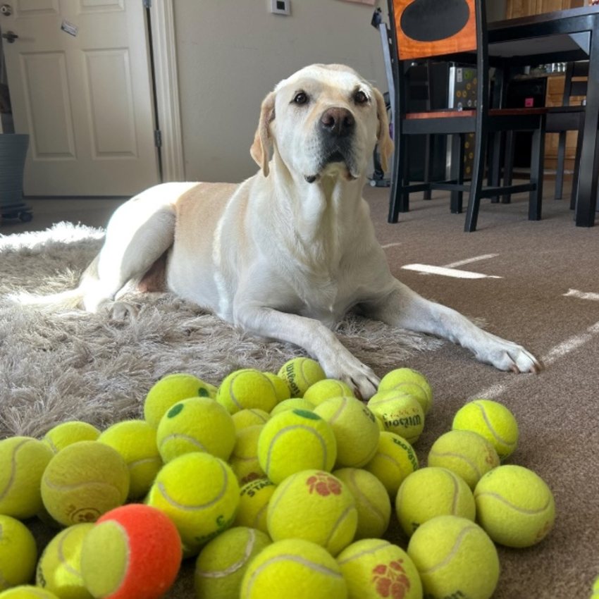 A yellow lab relaxing beside a pile of Bark Balls tennis balls