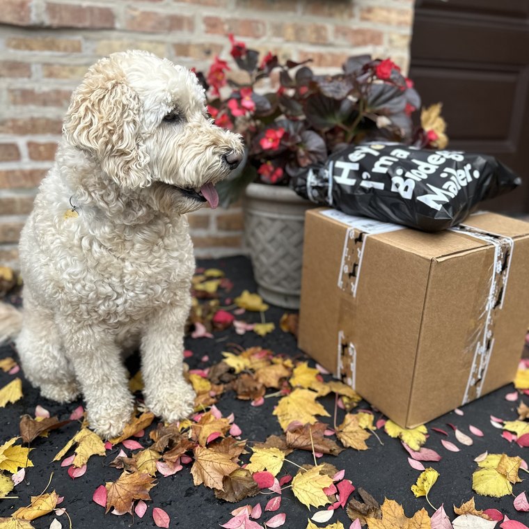 A goldendoodle beside a Bark Balls box on a porch