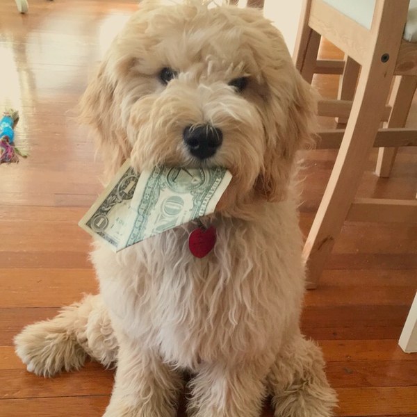 Tilly, Bark Balls Chief Fetch Officer, holding a dollar bill